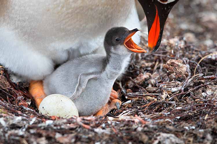 Gentoo Penguin (Pygoscelis papua)