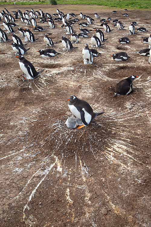 Gentoo Penguin (Pygoscelis papua)