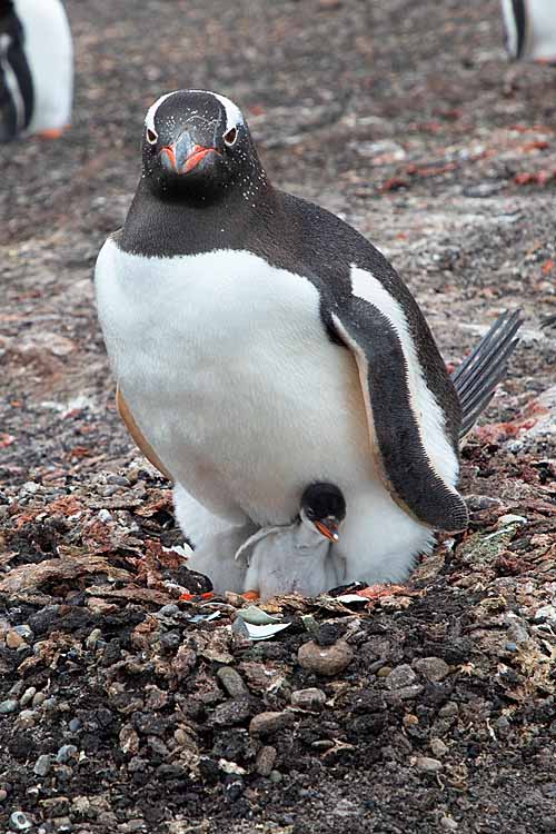 Gentoo Penguin (Pygoscelis papua)