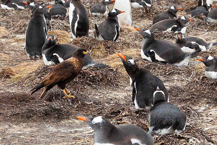 Gentoo Penguin (Pygoscelis papua)