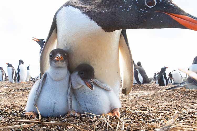 Gentoo Penguin (Pygoscelis papua)