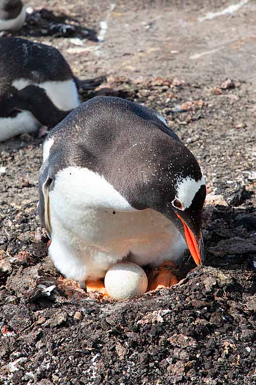 Gentoo Penguin (Pygoscelis papua)