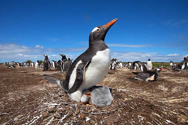 Gentoo Penguin (Pygoscelis papua)