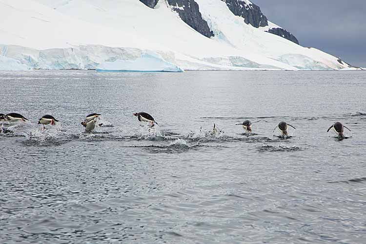 Gentoo Penguins (Pygoscelis papua)