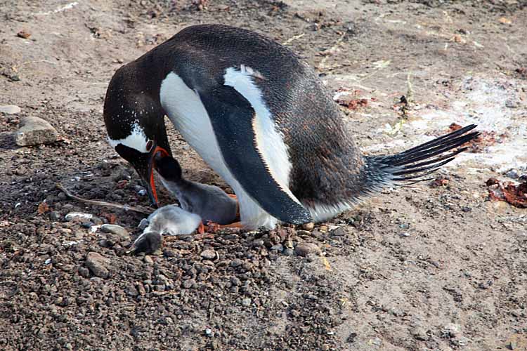 Gentoo Penguin (Pygoscelis papua)