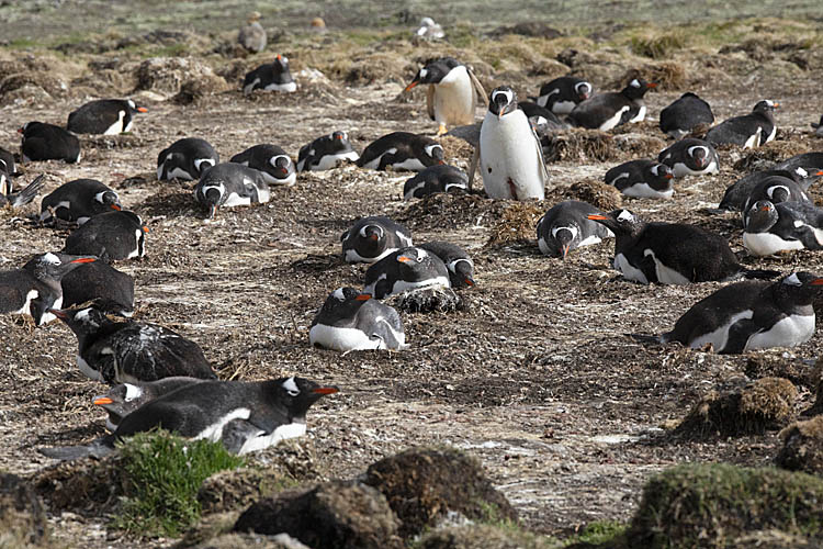 Gentoo Penguin (Pygoscelis papua)