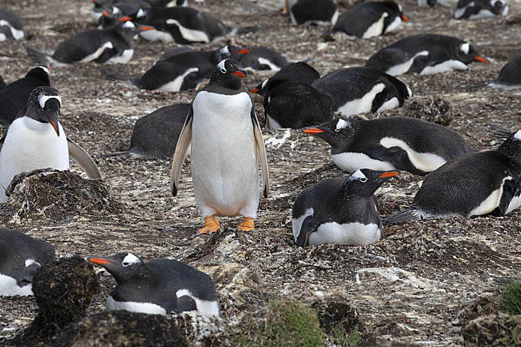 Gentoo Penguin (Pygoscelis papua)