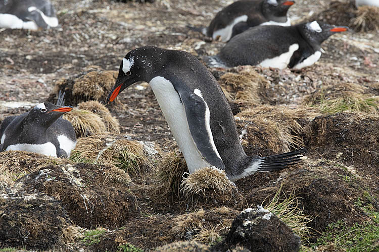 Gentoo Penguin (Pygoscelis papua)