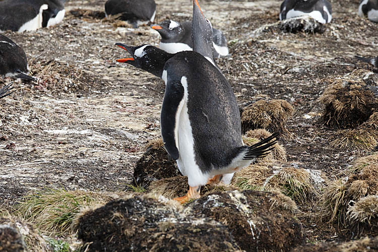 Gentoo Penguin (Pygoscelis papua)