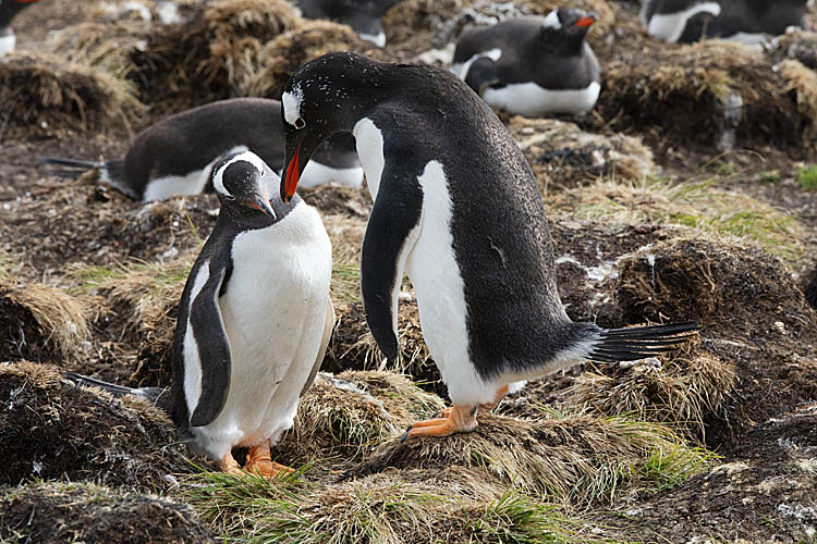 Gentoo Penguin (Pygoscelis papua)