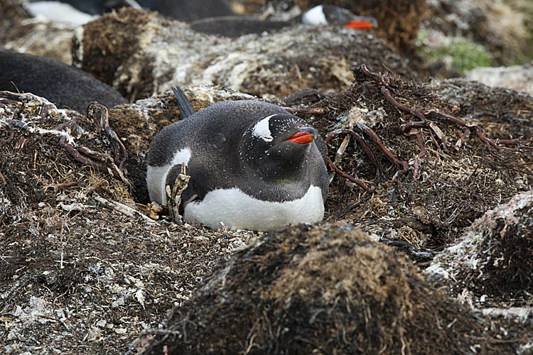 Gentoo Penguin (Pygoscelis papua)