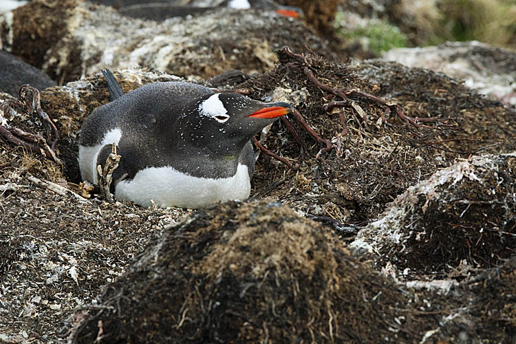 Gentoo Penguin (Pygoscelis papua)