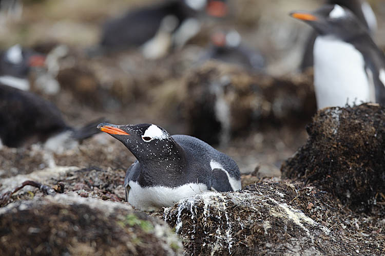 Gentoo Penguin (Pygoscelis papua)