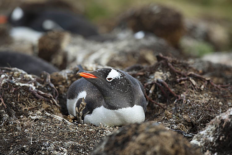 Gentoo Penguin (Pygoscelis papua)