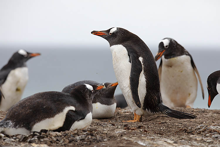 Gentoo Penguin (Pygoscelis papua)