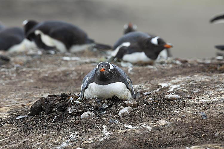 Gentoo Penguin (Pygoscelis papua)