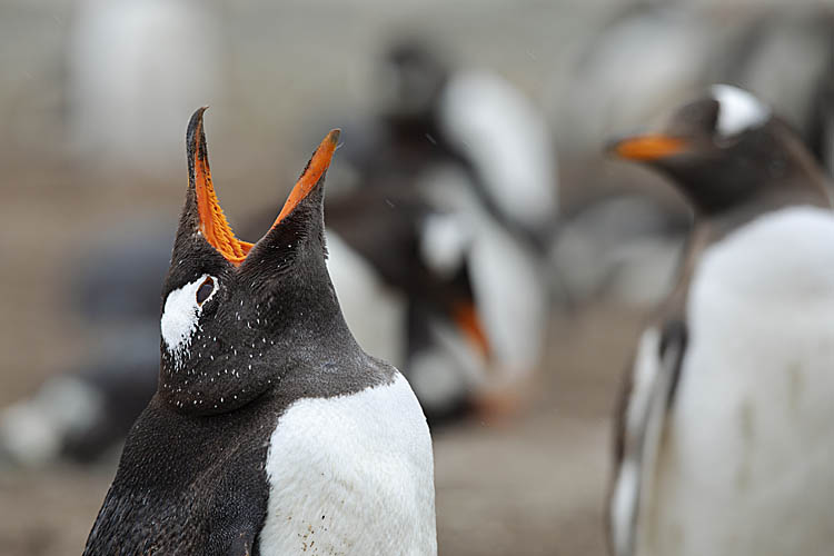 Gentoo Penguin (Pygoscelis papua)