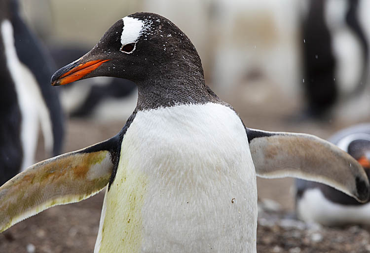 Gentoo Penguin (Pygoscelis papua)