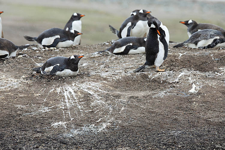 Gentoo Penguin (Pygoscelis papua)