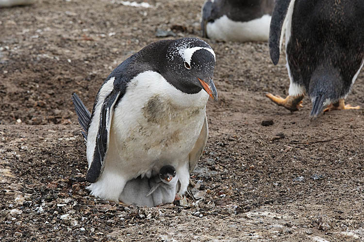 Gentoo Penguin (Pygoscelis papua)