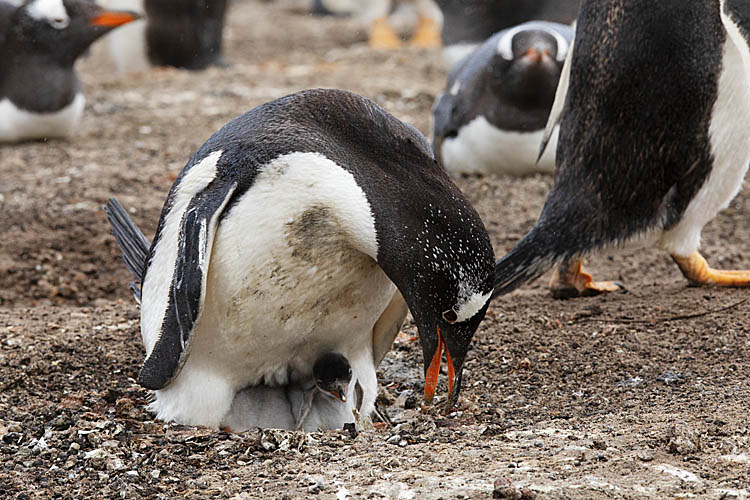 Gentoo Penguin (Pygoscelis papua)