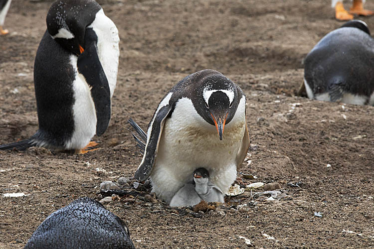 Gentoo Penguin (Pygoscelis papua)