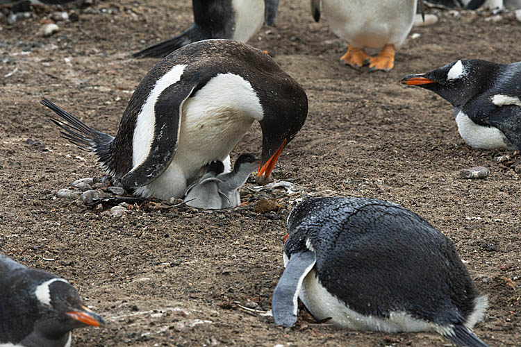 Gentoo Penguin (Pygoscelis papua)