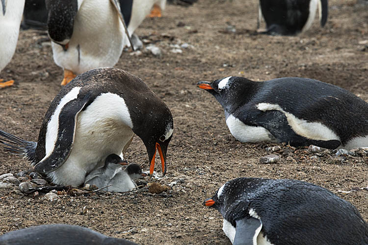 Gentoo Penguin (Pygoscelis papua)