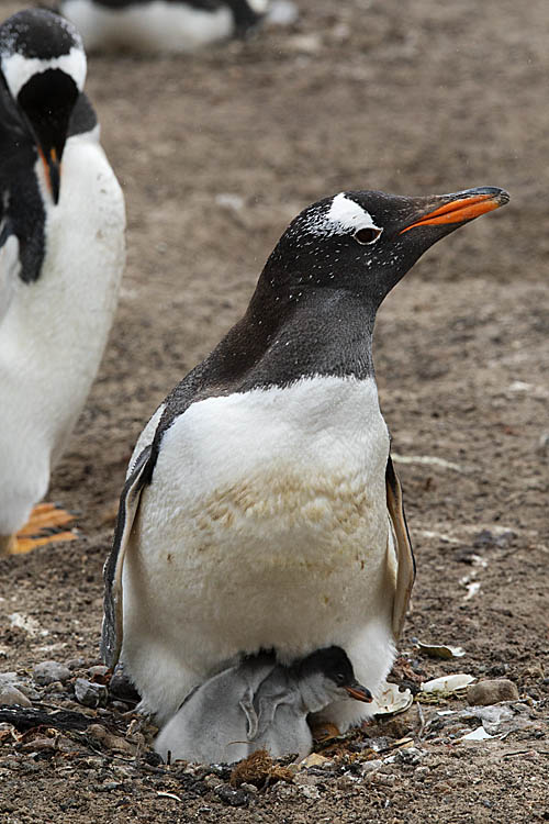 Gentoo Penguin (Pygoscelis papua)