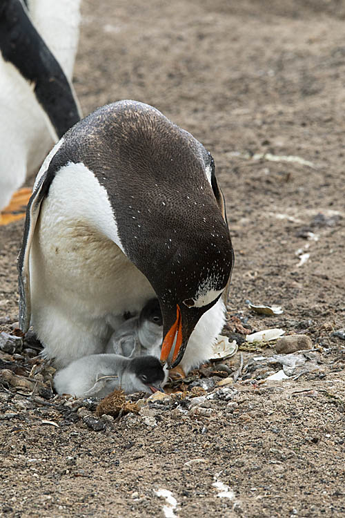 Gentoo Penguin (Pygoscelis papua)