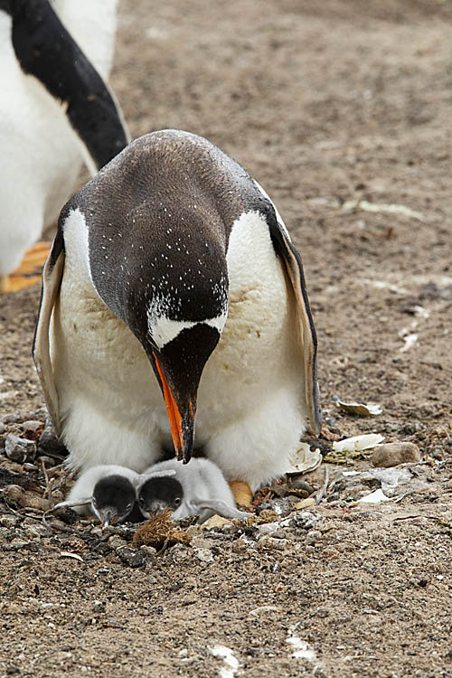 Gentoo Penguin (Pygoscelis papua)