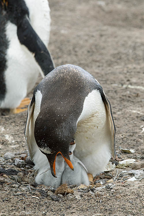 Gentoo Penguin (Pygoscelis papua)