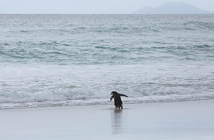 Gentoo Penguin (Pygoscelis papua)