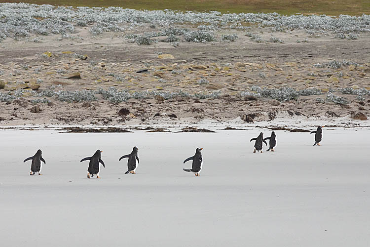 Gentoo Penguin (Pygoscelis papua)