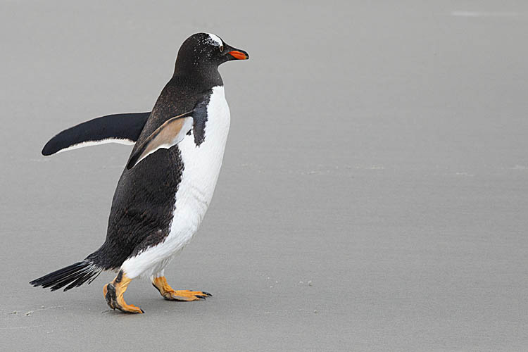 Gentoo Penguin (Pygoscelis papua)