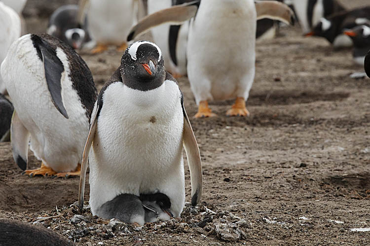 Gentoo Penguin (Pygoscelis papua)