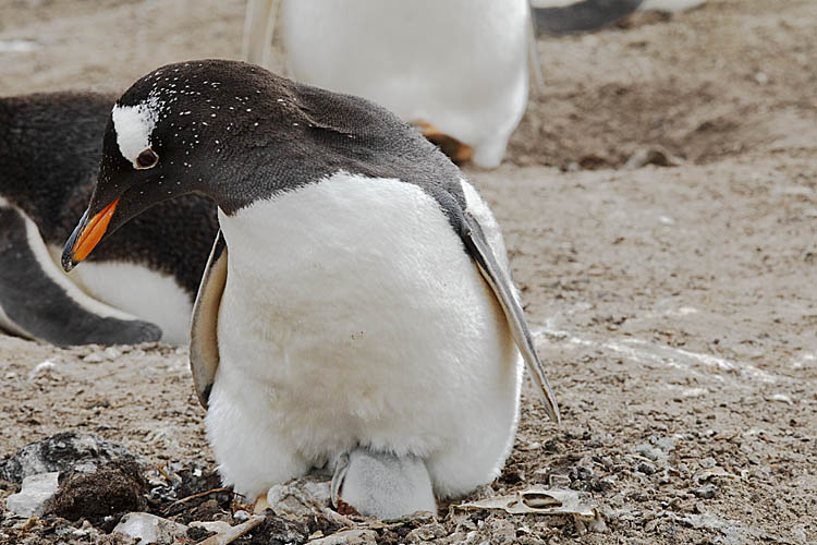 Gentoo Penguin (Pygoscelis papua)