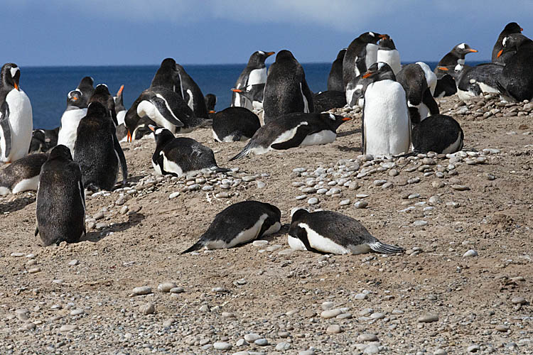 Gentoo Penguin (Pygoscelis papua)