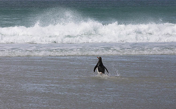 Gentoo Penguin (Pygoscelis papua)