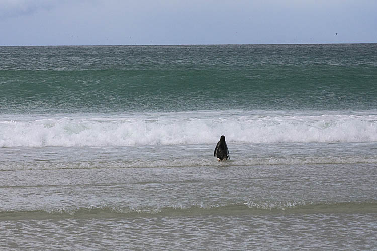 Gentoo Penguin (Pygoscelis papua)