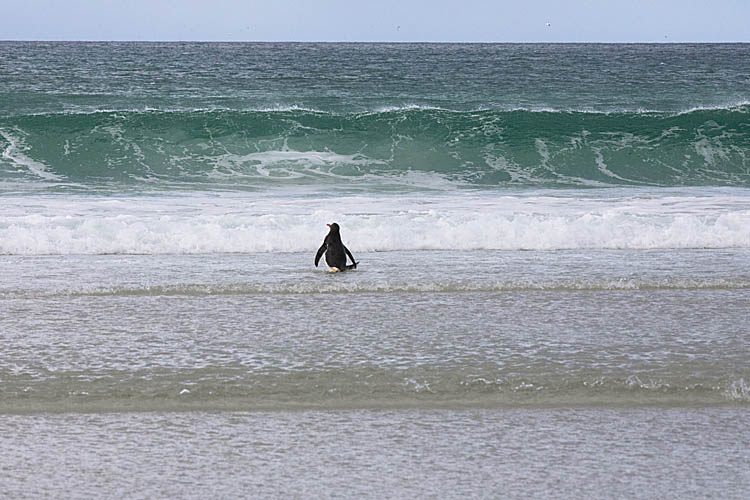 Gentoo Penguin (Pygoscelis papua)