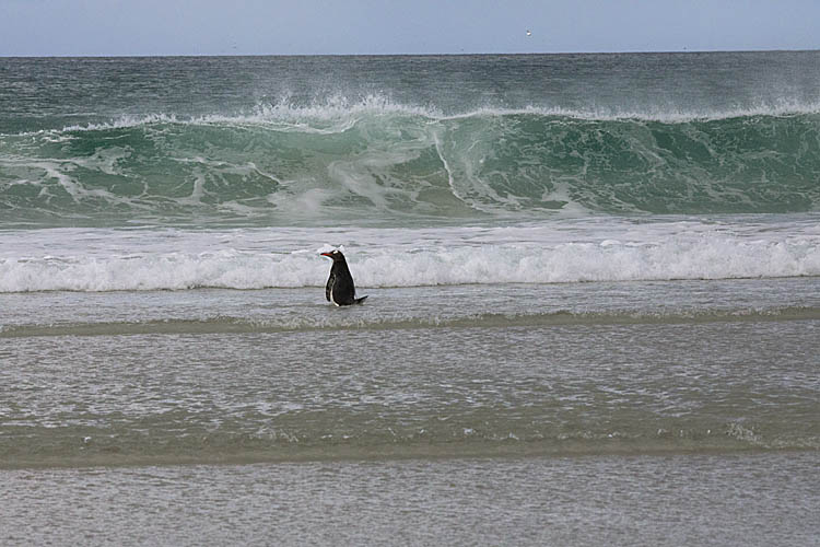 Gentoo Penguin (Pygoscelis papua)