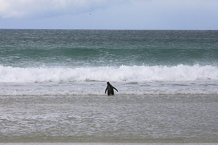 Gentoo Penguin (Pygoscelis papua)