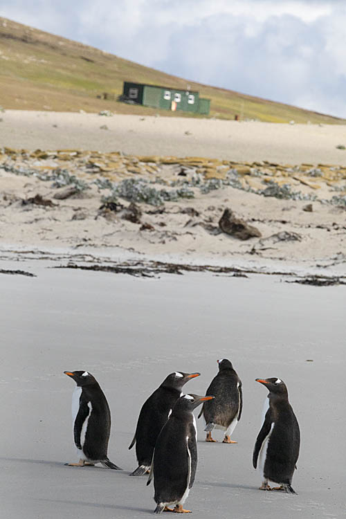 Gentoo Penguin (Pygoscelis papua)