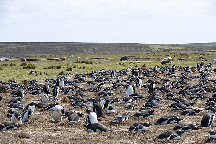 Gentoo Penguin (Pygoscelis papua)