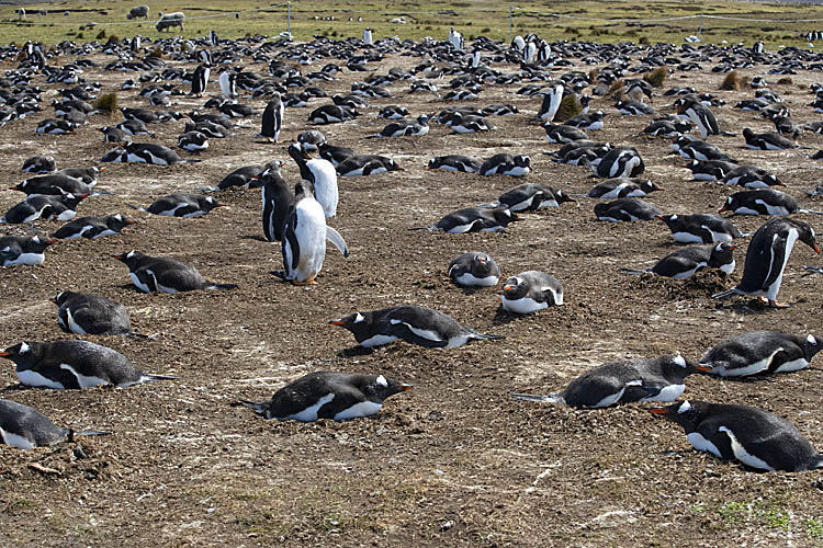 Gentoo Penguin (Pygoscelis papua)