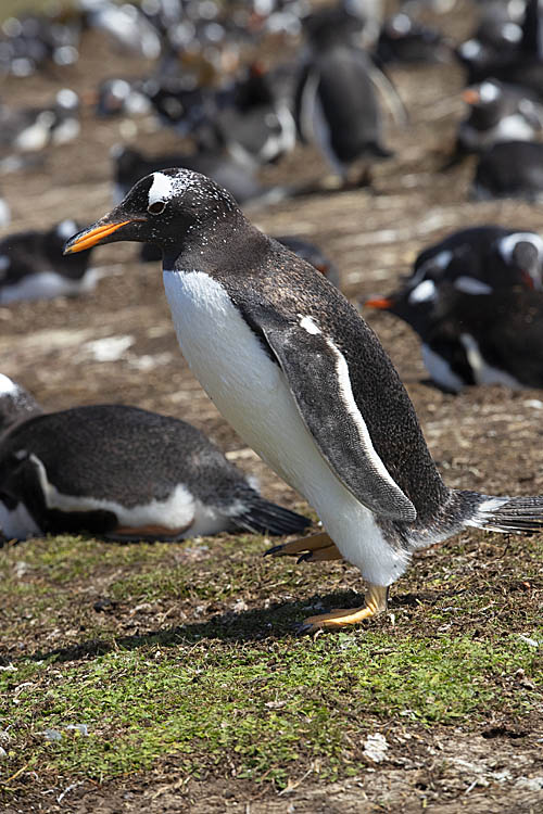 Gentoo Penguin (Pygoscelis papua)