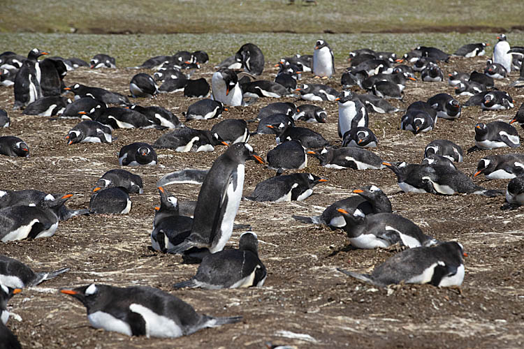 Gentoo Penguin (Pygoscelis papua)