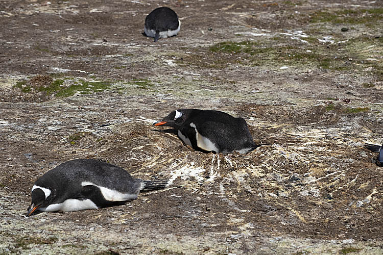 Gentoo Penguin (Pygoscelis papua)