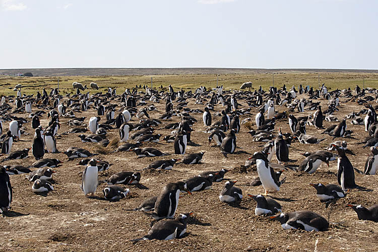 Gentoo Penguin (Pygoscelis papua)